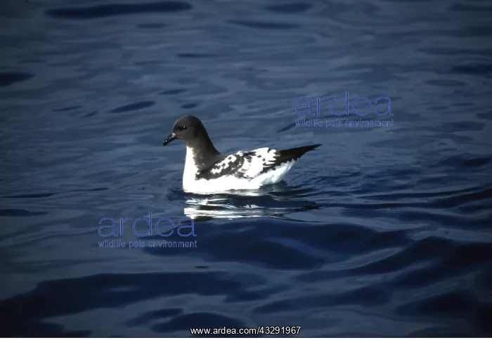 : Cape Petrel / Pintado Petrel / Cape Pigeon - on water : Cape Petrel / Pintado Petrel / Cape Pigeon - on water