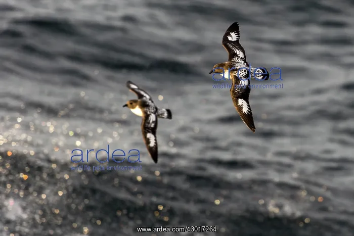  : Cape Petrel  /  Pintado Petrel in flight