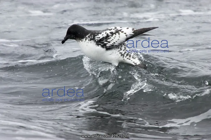 : Cape Petrel - riding wave : Cape Petrel - riding wave