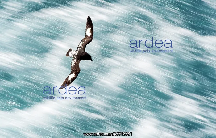  : Cape Petrels  /  Cape Pigeons  /  Pintado in flight