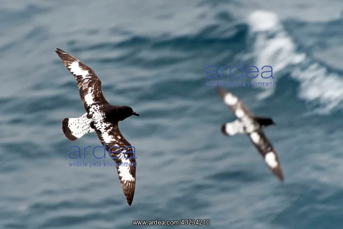 : Cape Petrels / Cape Pigeons / Pintado in flight : Cape Petrels / Cape Pigeons / Pintado in flight