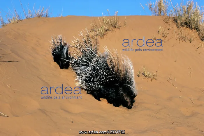 : Cape Porcupine : Cape Porcupine