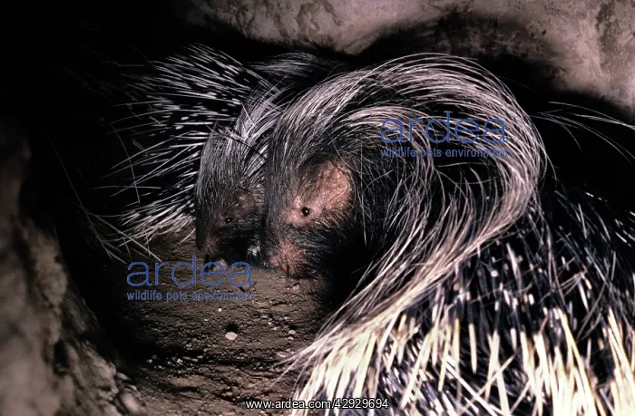 : Cape Porcupine - in burrow : Cape Porcupine - in burrow
