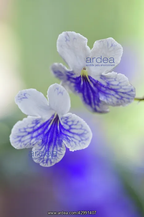 : Cape primrose : Cape primrose