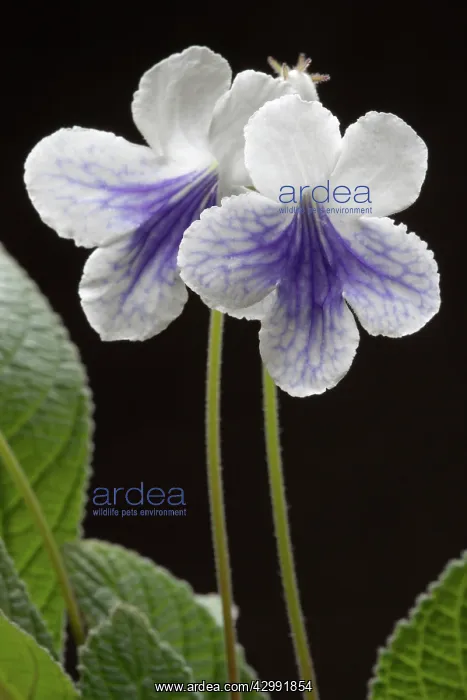 : Cape primrose : Cape primrose