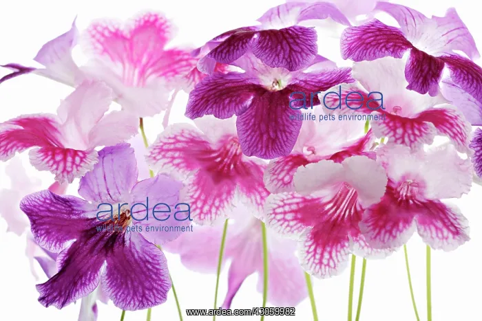 : Cape primrose : Cape primrose