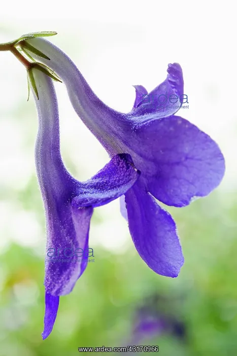  : Cape primrose, Streptocarpus Blue bird close view of 2 of