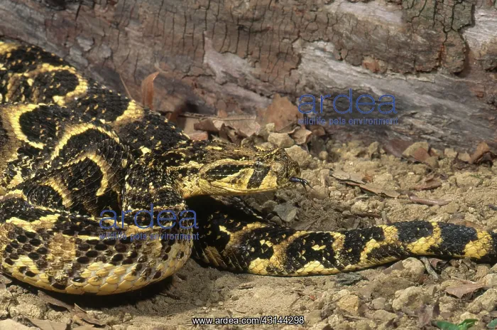 : Cape Puff Adder : Cape Puff Adder