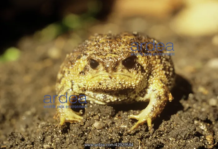 : CAPE RAIN FROG