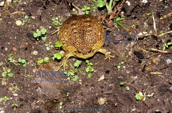 : Cape Rain Frog - inflated to avoid predator : Cape Rain Frog - inflated to avoid predator