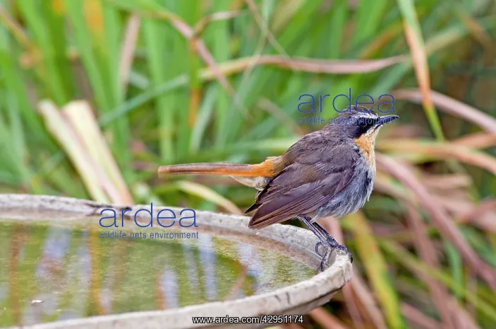: Cape Robin-Chat - at birdbath - southern Africa : Cape Robin-Chat - at birdbath - southern Africa