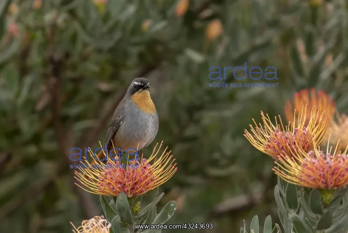 : Cape robin-chat, Cossypha caffra, on pincushion, Cape Town : Cape robin-chat, Cossypha caffra, on pincushion, Cape Town