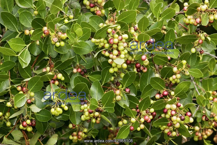 : Cape Saffron. peragua in fruit, South Africa : Cape Saffron. peragua in fruit, South Africa