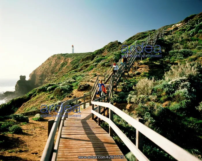 : Cape Schanck : Cape Schanck