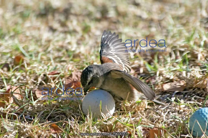 : Cape Sparrow - female attempting to incubate a : Cape Sparrow - female attempting to incubate a