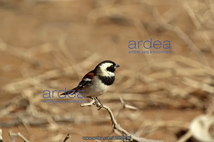 : Cape sparrow - male sitting on twig : Cape sparrow - male sitting on twig