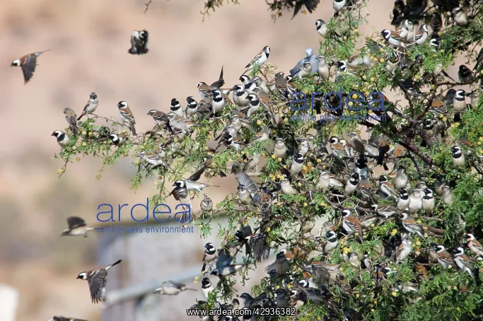 : Cape Sparrows - Congregating on tree branches prior : Cape Sparrows - Congregating on tree branches prior
