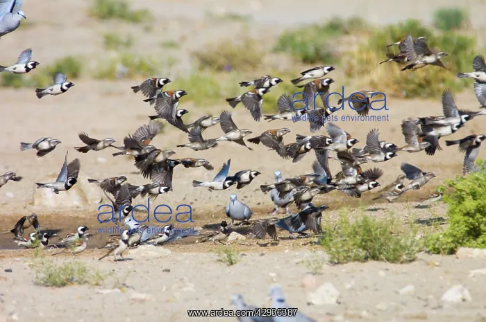 : Cape Sparrows - Flock flying up in unison from waterhole : Cape Sparrows - Flock flying up in unison from waterhole