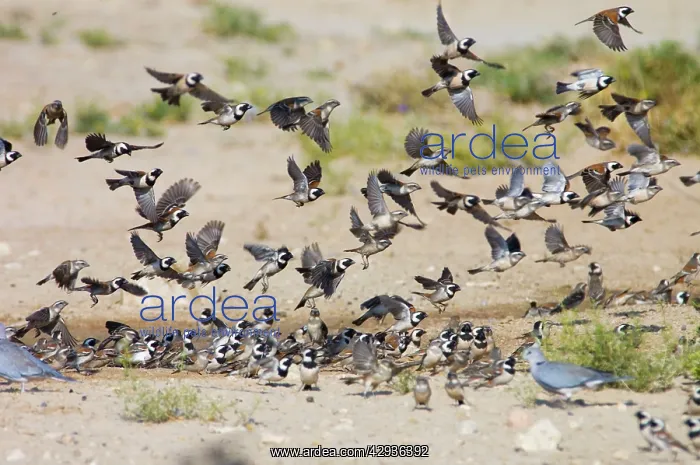 : Cape Sparrows - Flock flying up in unison from waterhole : Cape Sparrows - Flock flying up in unison from waterhole