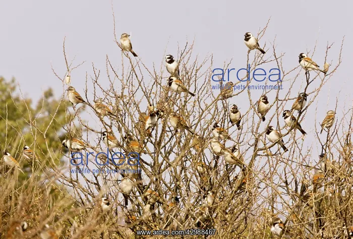 : Cape Sparrows - flock perched in thorn bush : Cape Sparrows - flock perched in thorn bush