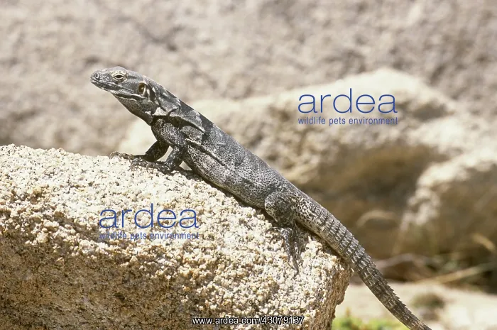 : Cape Spiny-tailed Iguana : Cape Spiny-tailed Iguana