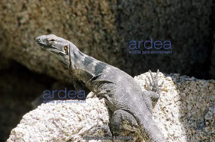 : Cape Spiny-tailed Iguana : Cape Spiny-tailed Iguana