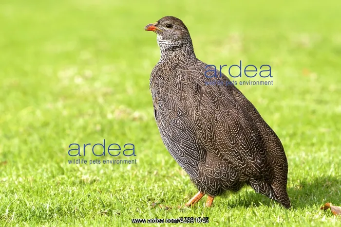  : Cape Spurfowl  /  Francolin