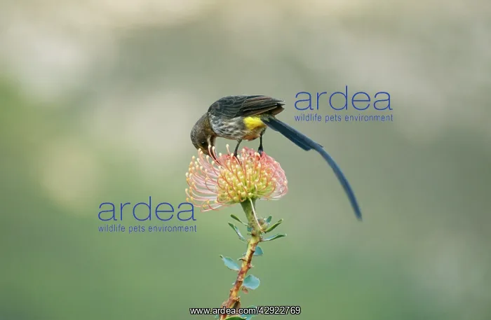 : Cape SUGARBIRD - feeding on Protea flower : Cape SUGARBIRD - feeding on Protea flower