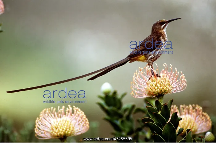 : CAPE SUGARBIRD - On flower : CAPE SUGARBIRD - On flower