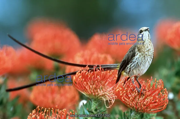 : CAPE SUGARBIRD - ON FLOWER : CAPE SUGARBIRD - ON FLOWER