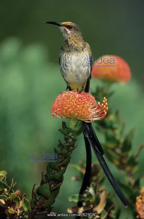 : Cape Sugarbird - Male on Pincushion Flower (Laucospermum : Cape Sugarbird - Male on Pincushion Flower (Laucospermum