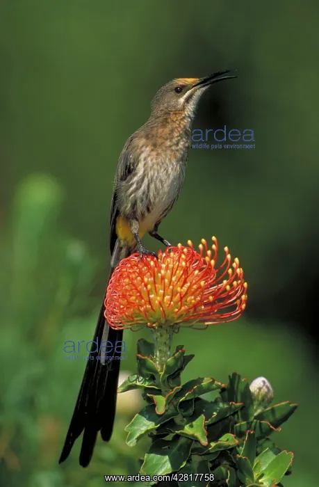 : Cape Sugarbird - Male on Pincushion (Laucospermum spp.) : Cape Sugarbird - Male on Pincushion (Laucospermum spp.)