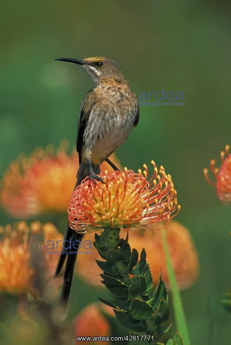 : Cape Sugarbird - Male on Pincushion (Laucospermum spp.) : Cape Sugarbird - Male on Pincushion (Laucospermum spp.)