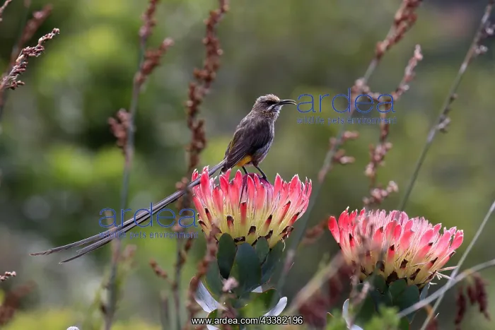 : Cape sugarbird (Promerops cafer), adult, male, calling : Cape sugarbird (Promerops cafer), adult, male, calling