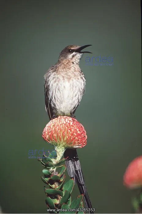 : CAPE SUGARBIRD - on a protea flower : CAPE SUGARBIRD - on a protea flower