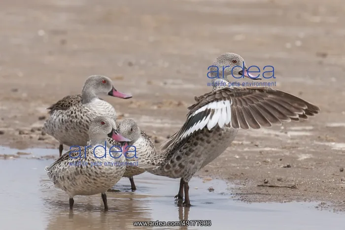 : Cape Teal (Anas capensis), Northern Cape : Cape Teal (Anas capensis), Northern Cape