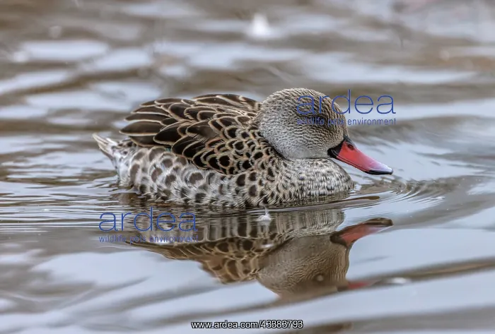 : Cape teal, Anas capensis, swimming on lake, in e : Cape teal, Anas capensis, swimming on lake, in e