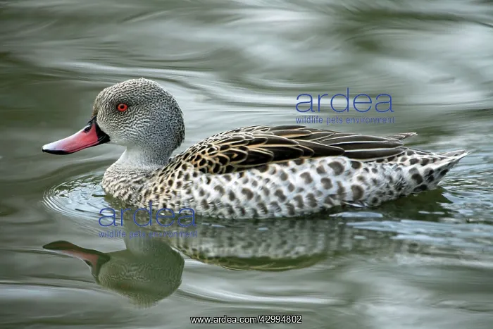 : Cape Teal - reflected in the water Slimbridge Wildfowl : Cape Teal - reflected in the water Slimbridge Wildfowl