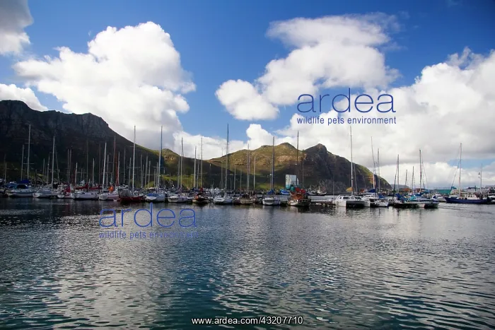 : Cape Town, South Africa. A harbor on the : Cape Town, South Africa. A harbor on the