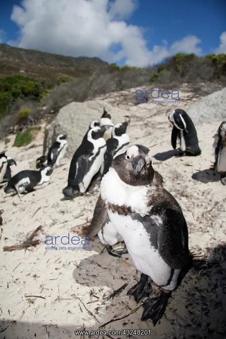 : Cape Town, South Africa. A large colony : Cape Town, South Africa. A large colony