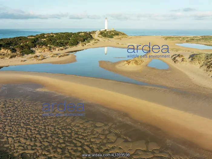 : Cape Trafalgar at the Atlantic Ocean at low tide : Cape Trafalgar at the Atlantic Ocean at low tide
