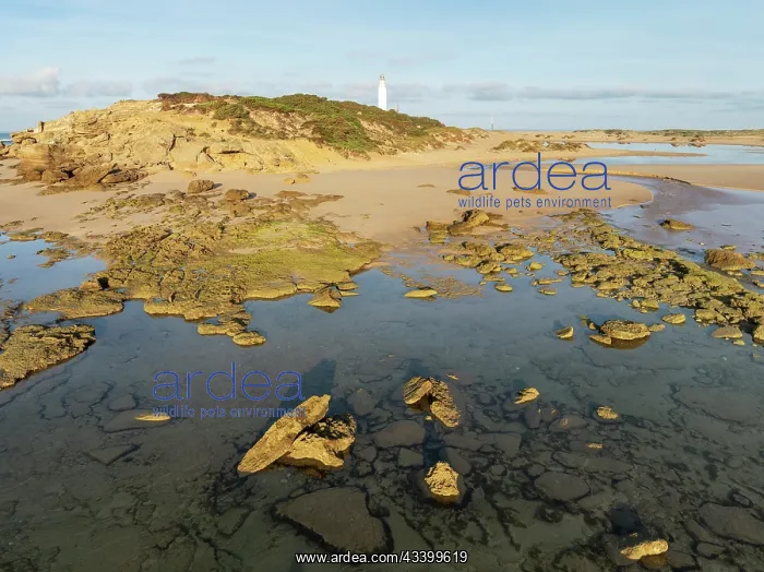 : Cape Trafalgar at the Atlantic Ocean at low tide : Cape Trafalgar at the Atlantic Ocean at low tide