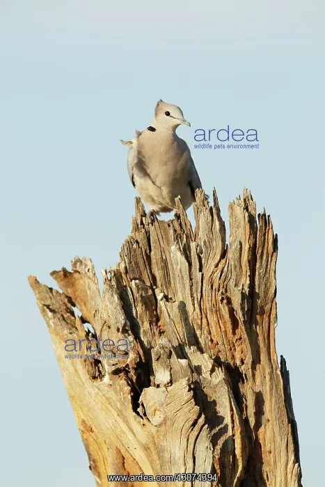: Cape Turtle Dove : Cape Turtle Dove