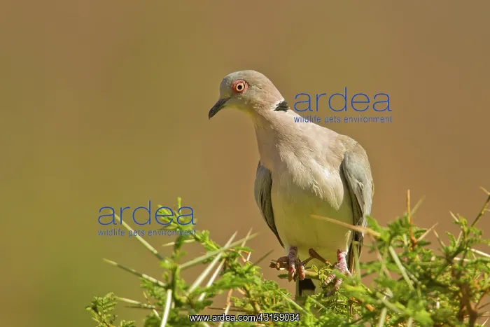 : Cape Turtle Dove : Cape Turtle Dove