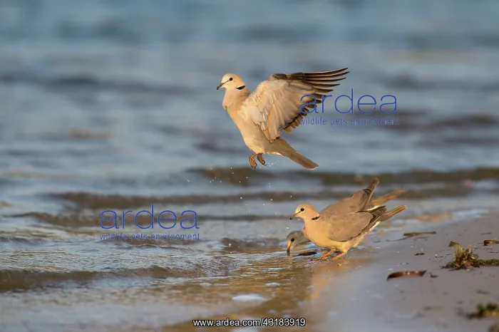 : Cape Turtle Dove : Cape Turtle Dove