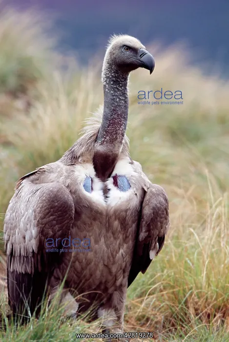 : Cape Vulture : Cape Vulture