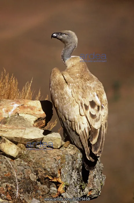  : Cape Vulture