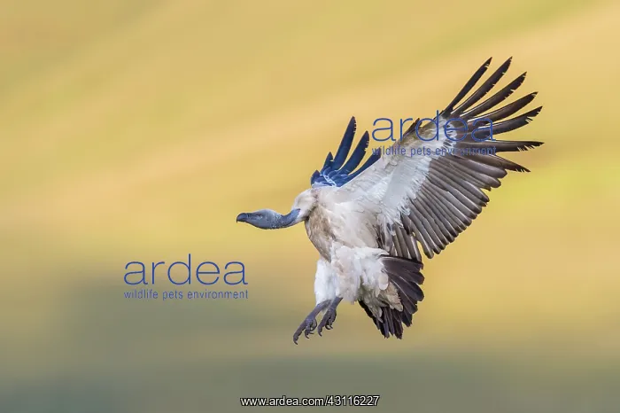 : Cape Vulture : Cape Vulture