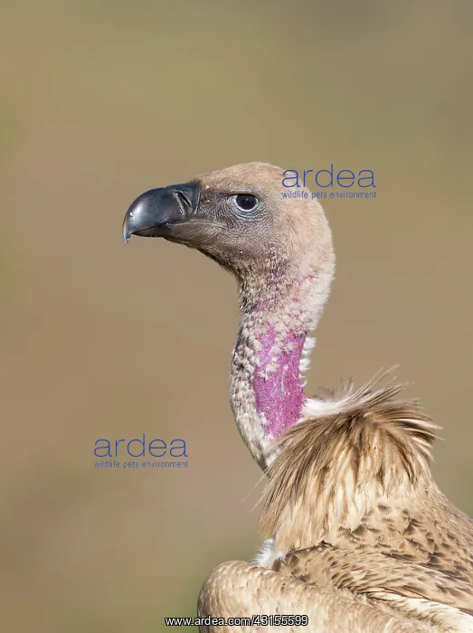 : Cape Vulture : Cape Vulture