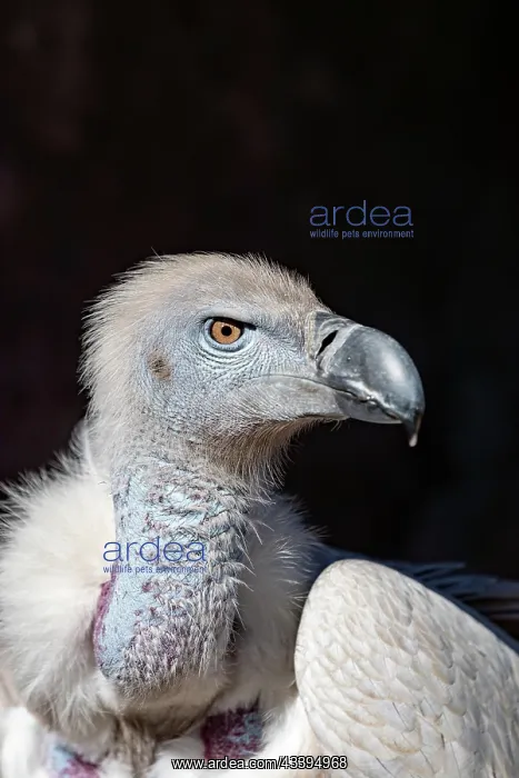 : CAPE VULTURE : CAPE VULTURE